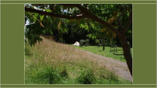 tent in orchard